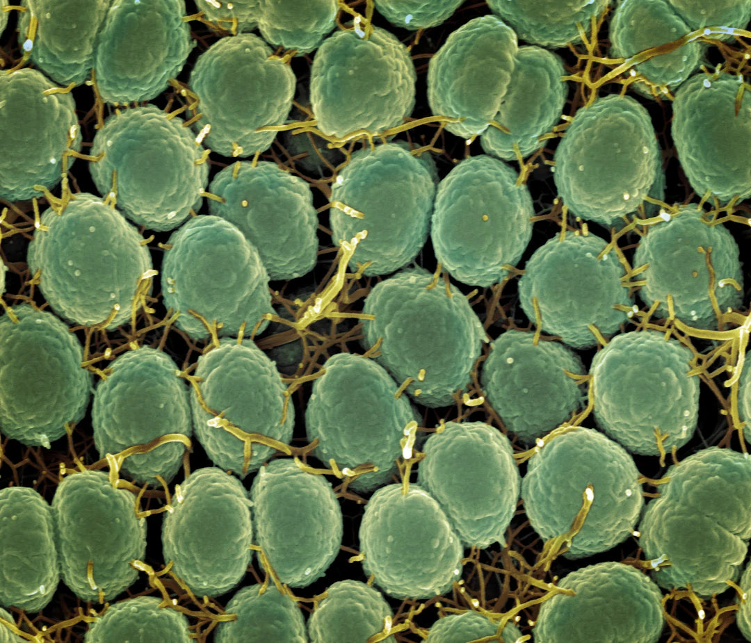 Effectieve Ingrediënten in Transdermale Supplement Patches