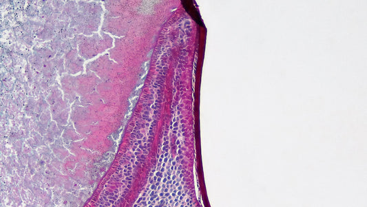 De Voordelen van Transdermale Supplement Patches